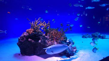 新江ノ島水族館に投稿された画像（2025/3/3）