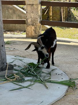 沖縄こどもの国に投稿された画像（2025/3/3）