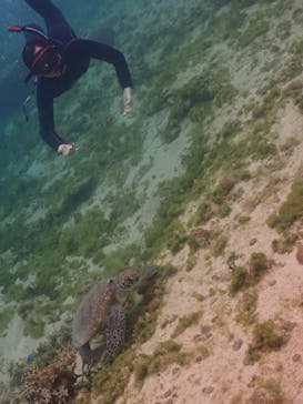 沖縄ダイビングショップ　シェルシーに投稿された画像（2025/3/3）