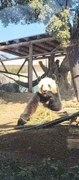 恩賜上野動物園に投稿された画像（2025/3/3）