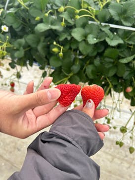 井上寅雄農園に投稿された画像（2025/3/3）