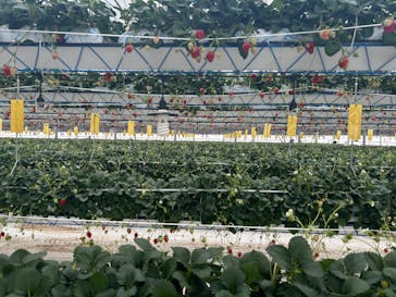 井上寅雄農園に投稿された画像（2025/3/3）