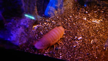 新江ノ島水族館に投稿された画像（2025/3/3）