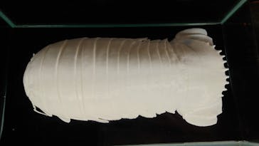 新江ノ島水族館に投稿された画像（2025/3/3）