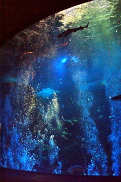 新江ノ島水族館に投稿された画像（2025/3/3）