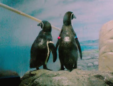 新江ノ島水族館に投稿された画像（2025/3/3）