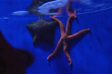 新江ノ島水族館に投稿された画像（2025/3/3）