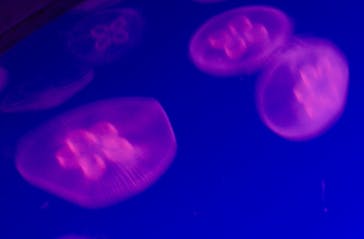 新江ノ島水族館に投稿された画像（2025/3/3）