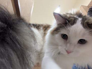 Cat Café MOFF イーアス沖縄豊崎店に投稿された画像（2025/3/3）