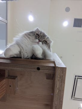 Cat Café MOFF イーアス沖縄豊崎店に投稿された画像（2025/3/3）