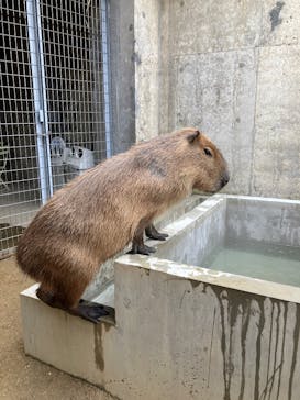 霞ケ浦 どうぶつとみんなのいえに投稿された画像（2025/3/3）