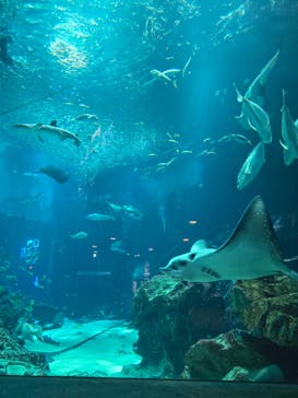 マリンワールド海の中道に投稿された画像（2025/3/3）