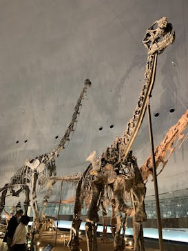 福井県立恐竜博物館に投稿された画像（2025/3/3）