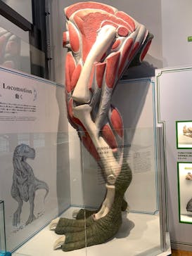 福井県立恐竜博物館に投稿された画像（2025/3/3）