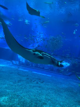 沖縄美ら海水族館に投稿された画像（2025/3/3）