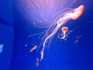 新江ノ島水族館に投稿された画像（2025/3/3）