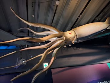 新江ノ島水族館に投稿された画像（2025/3/3）