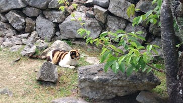 今帰仁城跡に投稿された画像（2025/3/3）