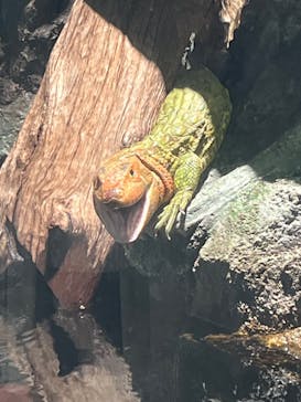 サンシャイン水族館に投稿された画像（2025/3/4）