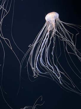 サンシャイン水族館に投稿された画像（2025/3/4）