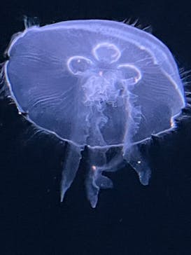 サンシャイン水族館に投稿された画像（2025/3/4）
