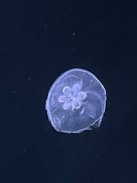 サンシャイン水族館に投稿された画像（2025/3/4）