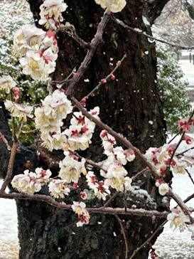 偕楽園本園に投稿された画像（2025/3/4）