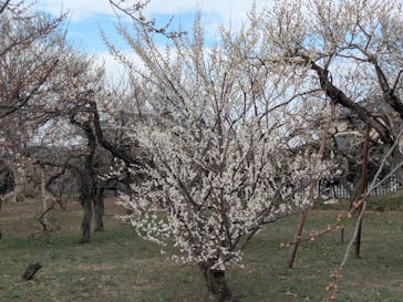 偕楽園本園に投稿された画像（2025/3/4）