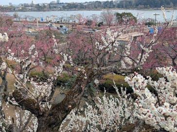 偕楽園本園に投稿された画像（2025/3/4）