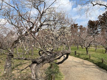 偕楽園本園に投稿された画像（2025/3/4）
