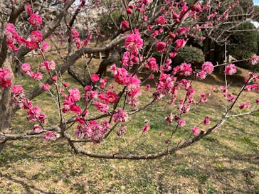 偕楽園本園に投稿された画像（2025/3/4）