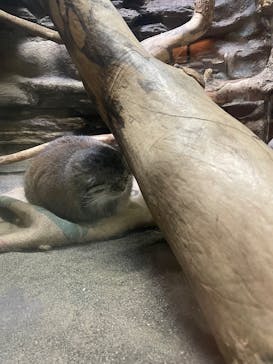 恩賜上野動物園に投稿された画像（2025/3/4）