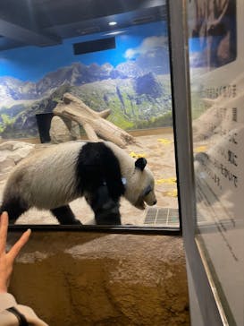 恩賜上野動物園に投稿された画像（2025/3/4）