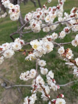 偕楽園本園に投稿された画像（2025/3/4）