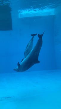 名古屋港水族館に投稿された画像（2025/3/4）