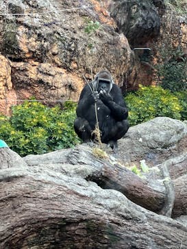 恩賜上野動物園に投稿された画像（2025/3/4）