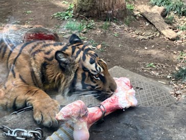 恩賜上野動物園に投稿された画像（2025/3/4）