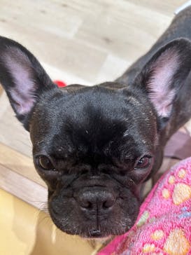 いぬカフェRio 秋葉原店に投稿された画像（2025/3/4）