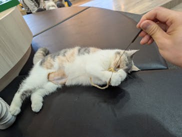 猫カフェモカ 京都河原町店に投稿された画像（2025/3/4）