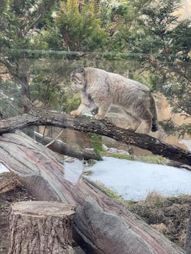 那須どうぶつ王国に投稿された画像（2025/3/4）