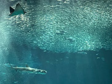 マリンワールド海の中道に投稿された画像（2025/3/4）