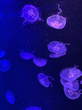 マリンワールド海の中道に投稿された画像（2025/3/4）