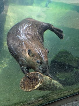 那須どうぶつ王国に投稿された画像（2025/3/4）