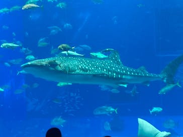 沖縄美ら海水族館に投稿された画像（2025/3/4）