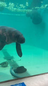 沖縄美ら海水族館に投稿された画像（2025/3/4）