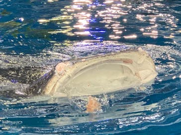 沖縄美ら海水族館（館内体験）に投稿された画像（2025/3/4）