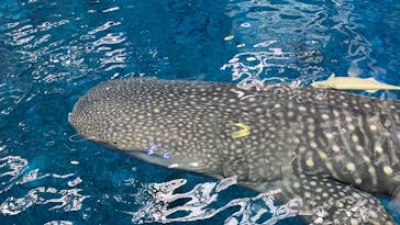 沖縄美ら海水族館（館内体験）に投稿された画像（2025/3/4）