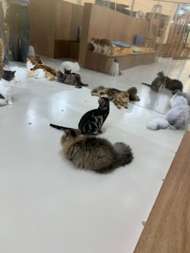 Cat Café MOFF 枚方モール店に投稿された画像（2025/3/4）
