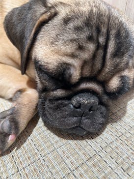 いぬカフェRio 池袋店に投稿された画像（2025/3/4）