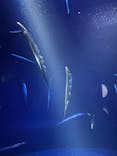 サンシャイン水族館に投稿された画像（2025/3/5）